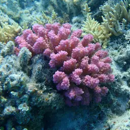 Cauliflower Coral