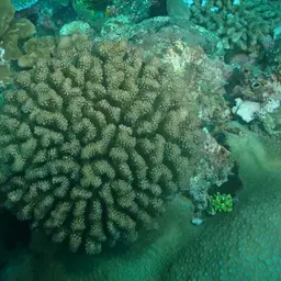 Cauliflower Coral, photo 3