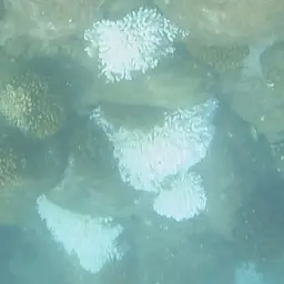 Cauliflower Coral, photo 4