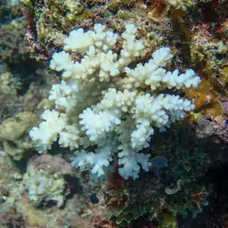 Cauliflower Coral, photo 5