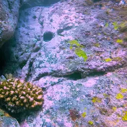 Cauliflower Coral, photo 6