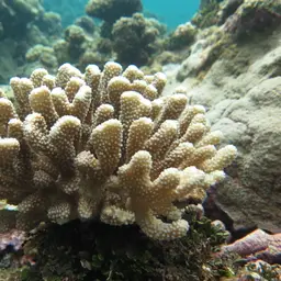 Cauliflower Coral, photo 7