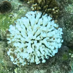 Cauliflower Coral, photo 8