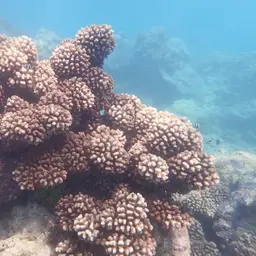 Cauliflower Coral, photo 9