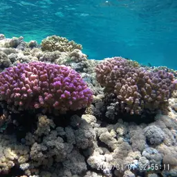 Cauliflower Coral, photo 10
