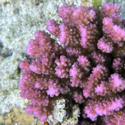 Cauliflower Coral, photo 11