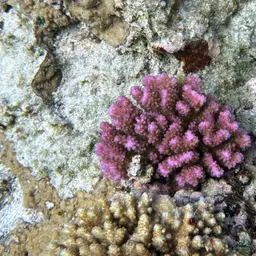 Cauliflower Coral, photo 12