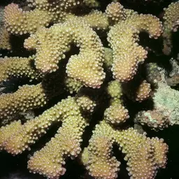 Cauliflower Coral, photo 1