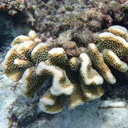 Cauliflower Coral, photo 2