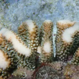 Cauliflower Coral, photo 3