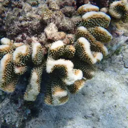 Cauliflower Coral, photo 4