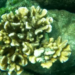 Cauliflower Coral, photo 5