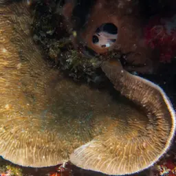 Bracket Coral, photo 2