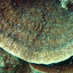 Bracket Coral, photo 3