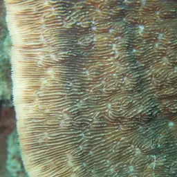 Bracket Coral, photo 4