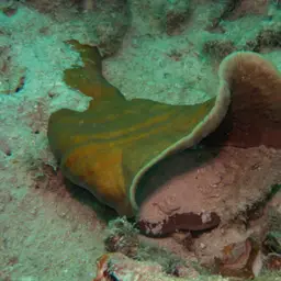 Bracket Coral, photo 5