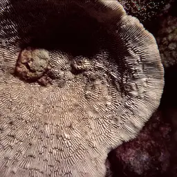 Bracket Coral, photo 1