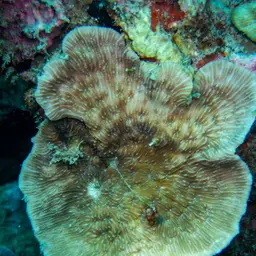 Bracket Coral, photo 6