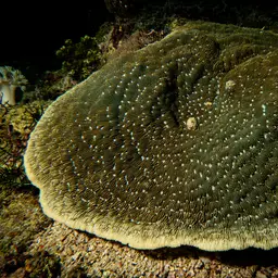Bracket Coral, photo 7