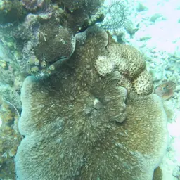 Bracket Coral, photo 8