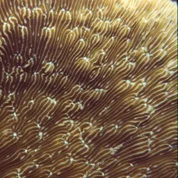 Bracket Coral, photo 9