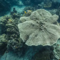 Bracket Coral, photo 10
