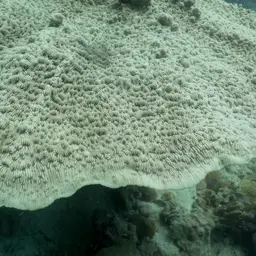 Bracket Coral, photo 11