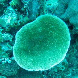 Bracket Coral, photo 12