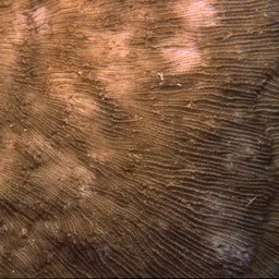 Bracket Coral, photo 2