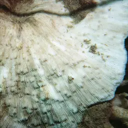 Bracket Coral, photo 1