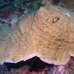 Bracket Coral, photo 3