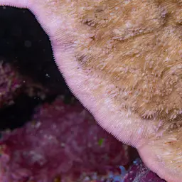 Bracket Coral, photo 4