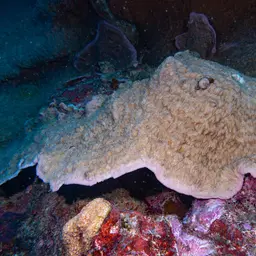 Bracket Coral, photo 5