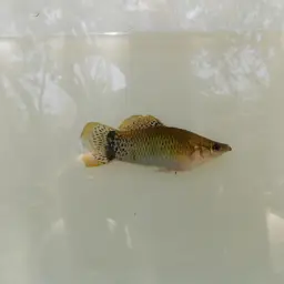 Pacific Molly, photo 2