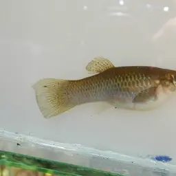 Pacific Molly, photo 3