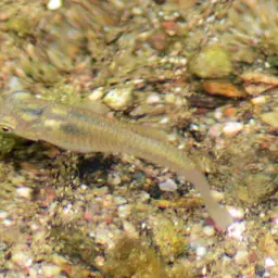 Pacific Molly, photo 4