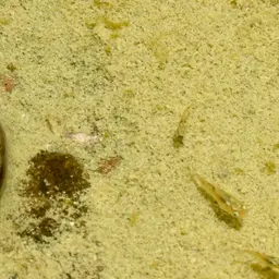 Pacific Molly, photo 7