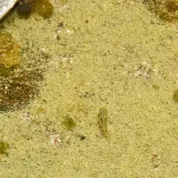 Pacific Molly, photo 9