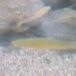 Pacific Molly, photo 10