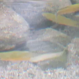 Pacific Molly, photo 11
