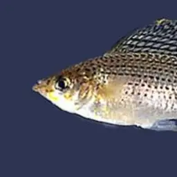 Sailfin Molly