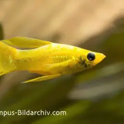 Sailfin Molly, photo 2