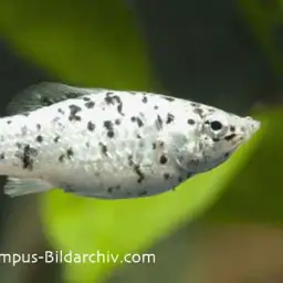 Sailfin Molly, photo 3