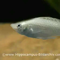 Sailfin Molly, photo 4