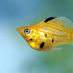 Sailfin Molly, photo 5