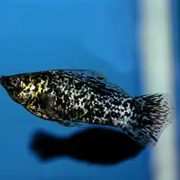 Sailfin Molly, photo 6