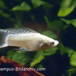 Sailfin Molly, photo 7