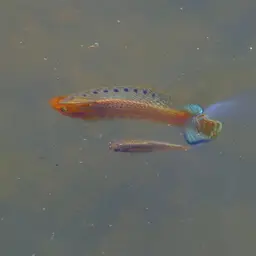 Sailfin Molly, photo 8