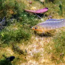Sailfin Molly, photo 9