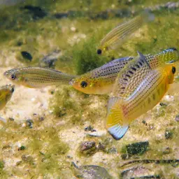 Sailfin Molly, photo 10